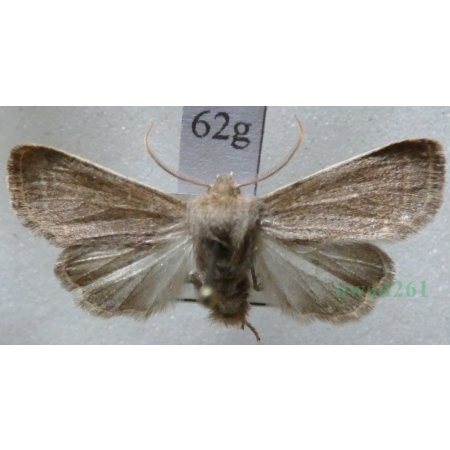 Dioszeghyana schmidtii (Diöszeghy, 1935) male Slovakia62g